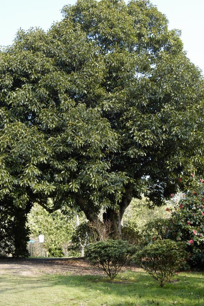 Quercus acuta Quercus Acuta from Burncoose Nurseries