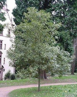 Quercus acuta Quercus acuta