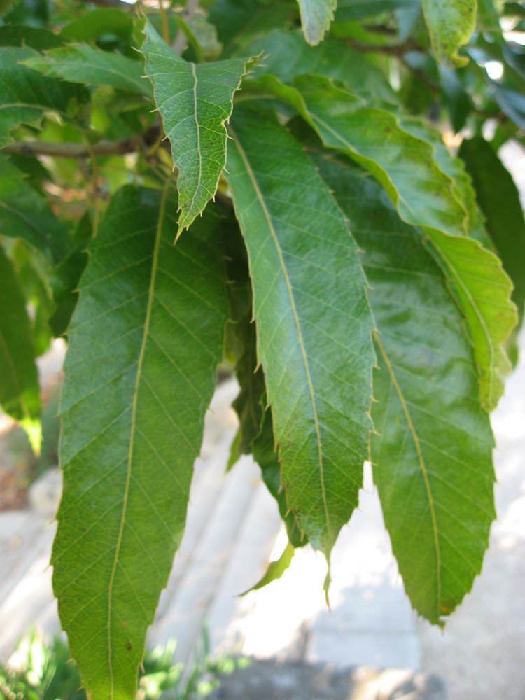 Quercus acutissima FileQuercus acutissima leaves 01 by Line1JPG Wikimedia Commons
