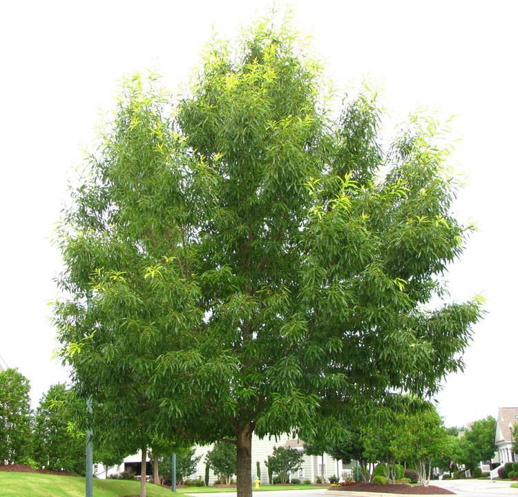 Quercus acutissima Sawtooth Oaks Quercus acutissima at Falls Lake News from