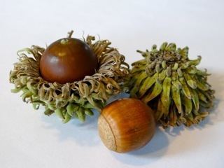 thumbnail image 2 of 19 Sawtooth Oak Seeds (Quercus Acutissima) – Harvested 10/2022 From 55+ Year Old Mother Tree 2 of 2