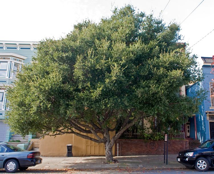 Quercus agrifolia Coast Live Oak Friends of the Urban Forest