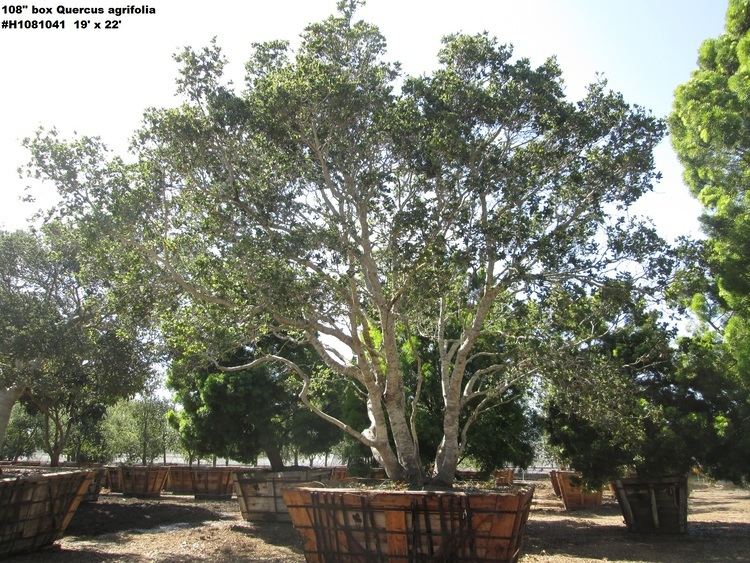 Quercus agrifolia Quercus agrifolia Jimenez Nursery Inc