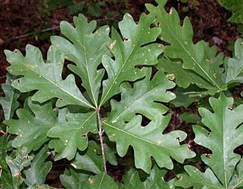 Quercus alba Oak Quercus alba