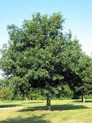 Quercus alba Edible Wild Plants White Oak Quercus Alba Emergency Outdoors Blog