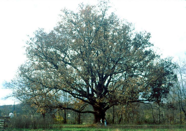 Quercus alba Quercus alba Wikipedia