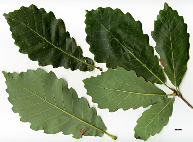 Quercus aliena Full Name Report From The Oak ICRA Checklist