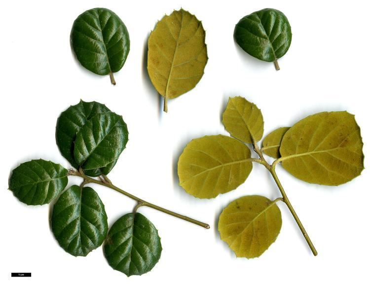 Quercus alnifolia Full Name Report From The Oak ICRA Checklist