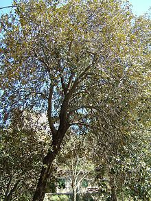 Quercus alnifolia httpsuploadwikimediaorgwikipediacommonsthu