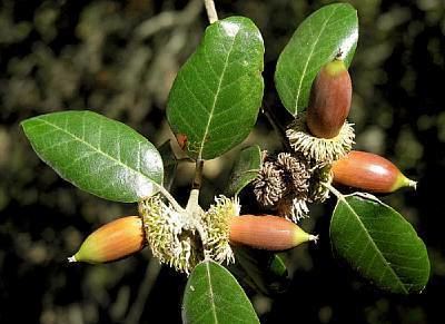 Quercus alnifolia Quercus alnifolia Flora of Cyprus a dynamic checklist