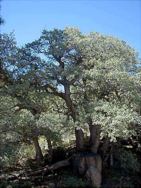 Quercus arizonica Arizona White Oak Quercus arizonica
