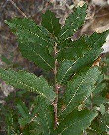 Quercus arizonica httpsuploadwikimediaorgwikipediacommonsthu