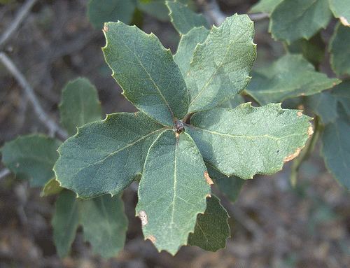 Quercus arizonica Arizona White Oak Quercus arizonica iNaturalistorg