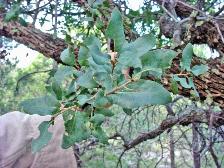 Quercus arizonica Vascular Plants of the Gila Wilderness Quercus arizonica
