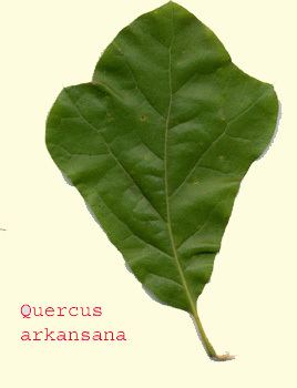 Quercus arkansana Quercus arkansana