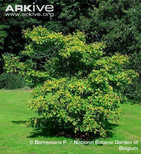 Quercus arkansana Arkansas oak videos photos and facts Quercus arkansana ARKive