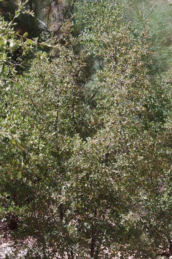 Quercus berberidifolia Quercus berberidifolia Scrub Oak