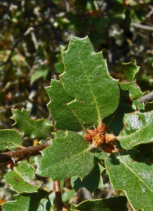 Quercus berberidifolia CalPhotos