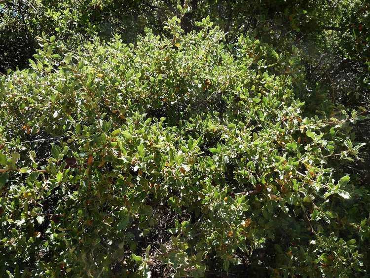 Quercus berberidifolia Quercus