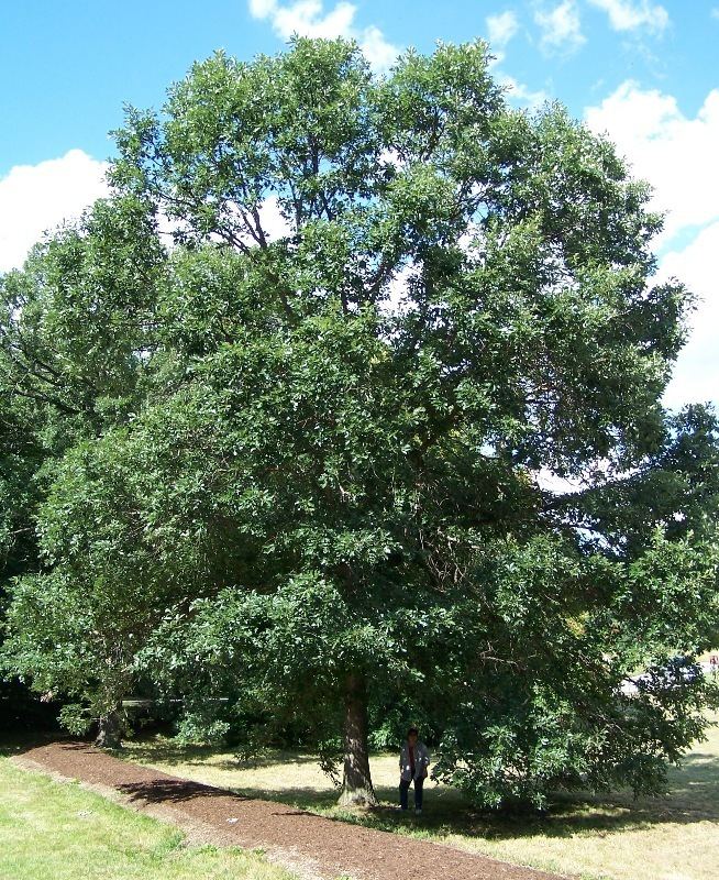 Quercus bicolor Quercus bicolor Wikipedia