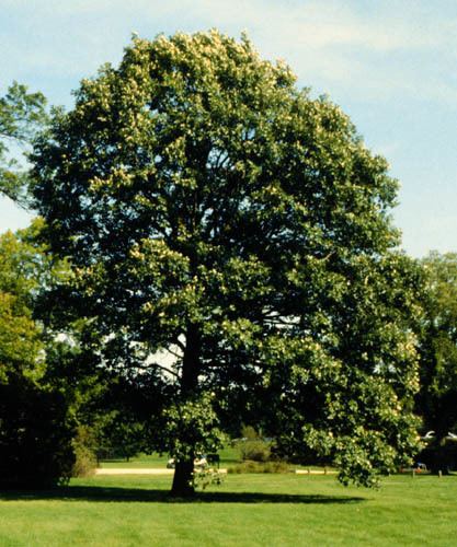 Quercus bicolor Quercus bicolor Swamp White Oak Plant Database University of