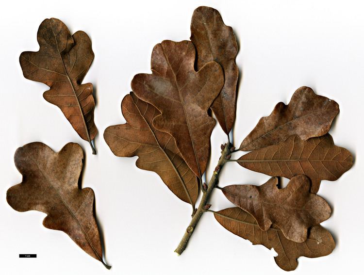 Quercus boyntonii Full Name Report From The Oak ICRA Checklist