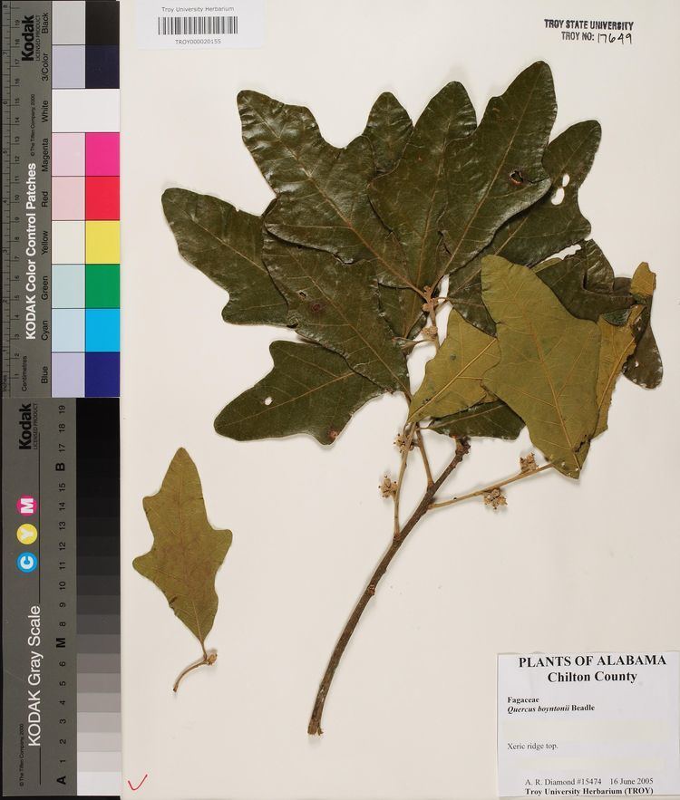 Quercus boyntonii Quercus boyntonii Species Page APA Alabama Plant Atlas