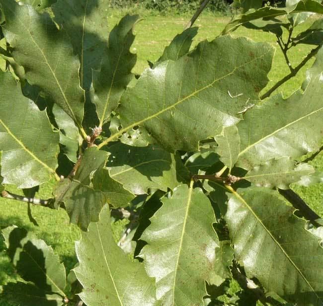 Quercus brantii Quercus brantii