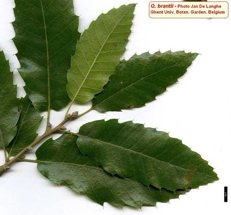Quercus brantii oaksoftheworldfreefrqbrantii6jpg