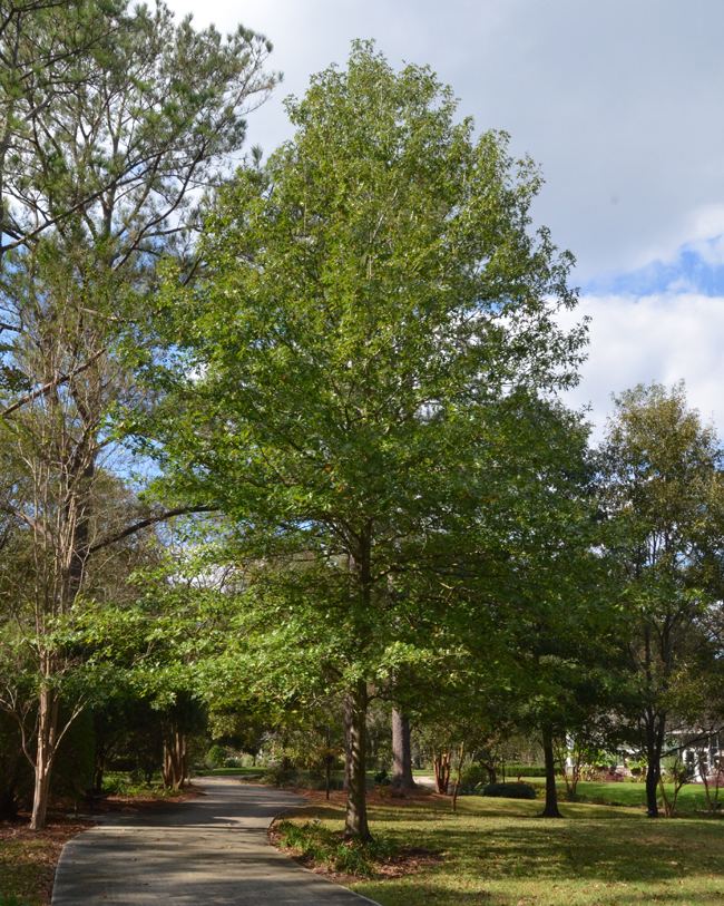 Quercus buckleyi UFEI SelecTree A Tree Selection Guide