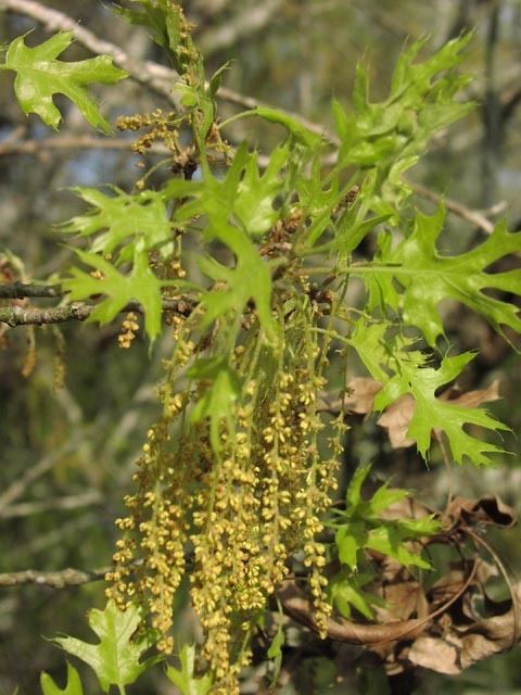 Quercus buckleyi Quercus buckleyi