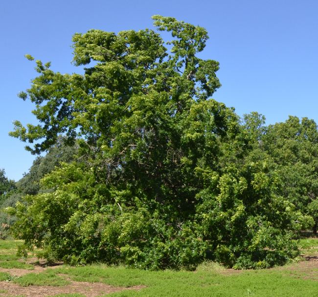 Quercus buckleyi UFEI SelecTree A Tree Selection Guide