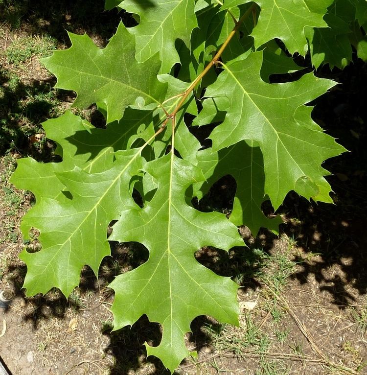 Quercus buckleyi - Alchetron, The Free Social Encyclopedia