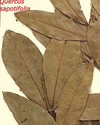Quercus bumelioides oaksoftheworldfreefrqusapotifolia1jpg