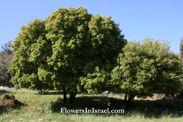 Quercus calliprinos Quercus calliprinos Palestine Oak