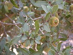 Quercus calliprinos httpsuploadwikimediaorgwikipediacommonsthu
