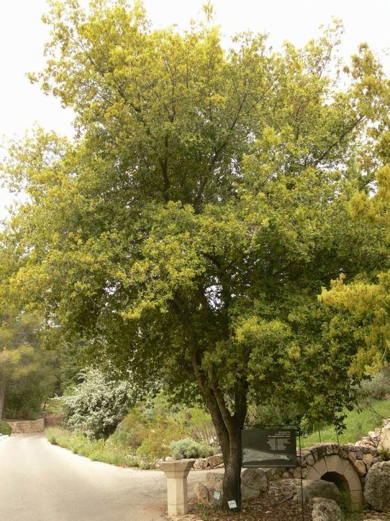 Quercus calliprinos Image Quercus calliprinos Palestine Oak BioLibcz