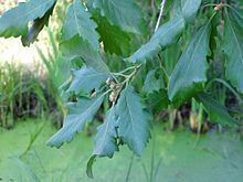 Quercus canariensis httpsuploadwikimediaorgwikipediacommonsthu