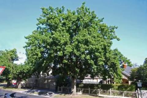 Quercus canariensis City of Whitehorse Quercus roburQuercus canariensis Oaks
