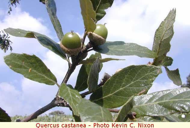 Quercus castanea Quercus castanea