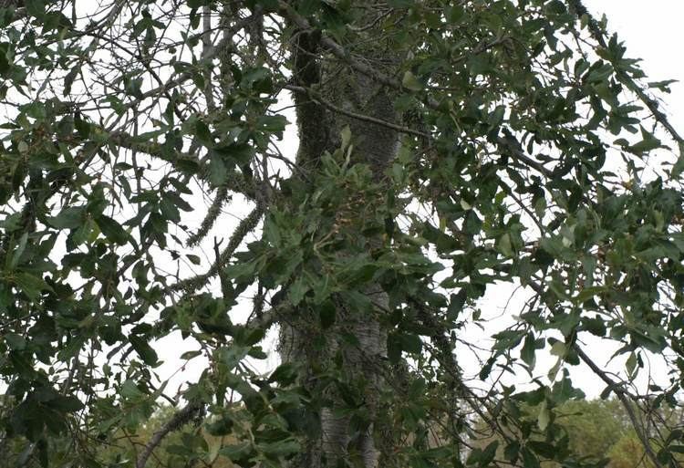 Quercus castanea Quercus castanea Hackfalls Arboretum Tiniroto Gisborne NZ