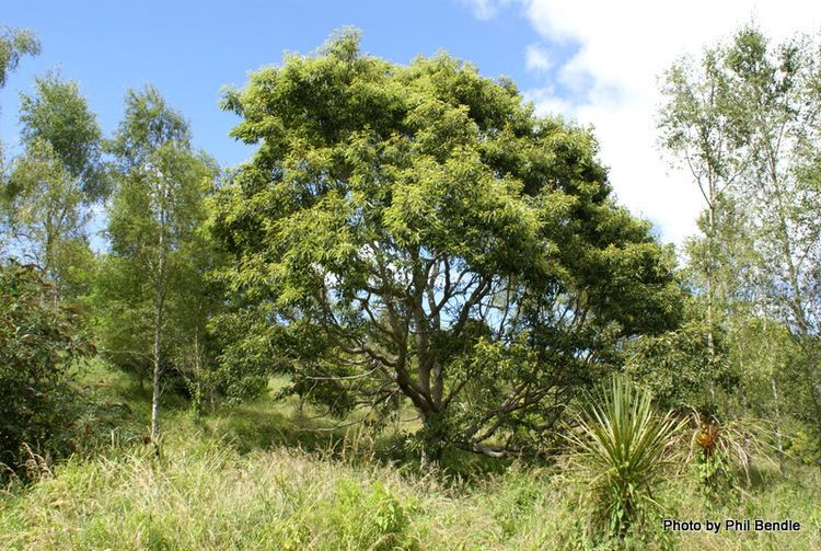 Quercus castanea TERRAIN Taranaki Educational Resource Research Analysis