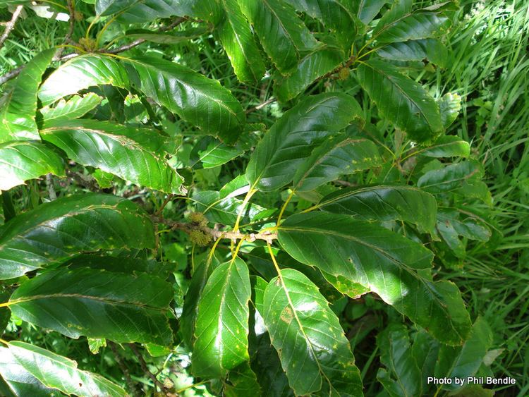 Quercus castanea TERRAIN Taranaki Educational Resource Research Analysis