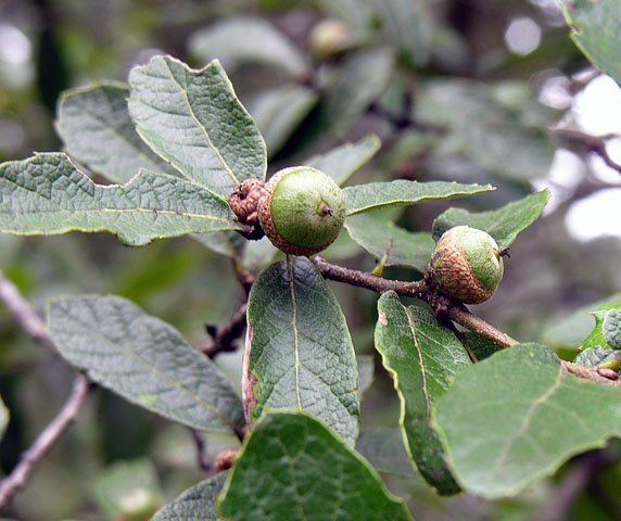 Quercus castanea httpsuploadwikimediaorgwikipediacommons88