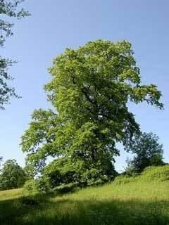 Quercus cerris Quercus cerris Turkey Oak European turkey oak PFAF Plant Database