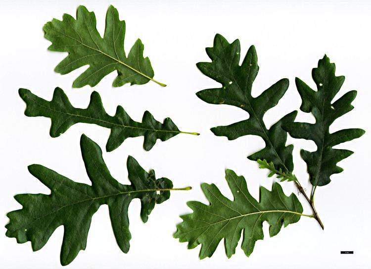 Quercus cerris Full Name Report From The Oak ICRA Checklist