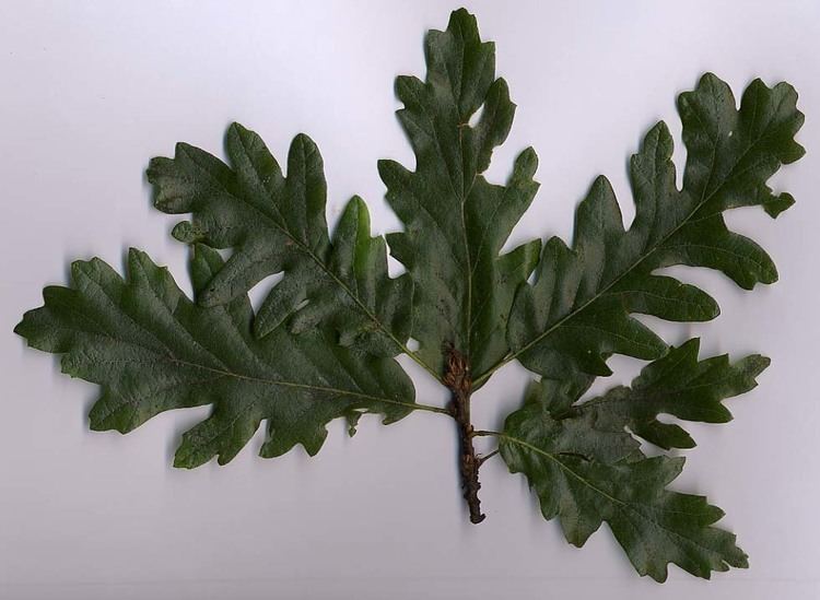 Quercus cerris httpsuploadwikimediaorgwikipediacommonsee