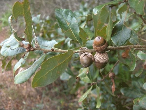 Quercus chapmanii FileQuercus chapmanii acorn homeredwardprice 001jpg Wikimedia