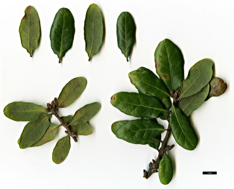 Quercus chapmanii Full Name Report From The Oak ICRA Checklist