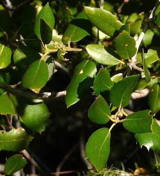 Quercus chrysolepis Quercus chrysolepis Canyon Live Oak